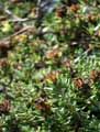 Teucrium montanum