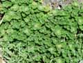Teucrium pyrenaicum