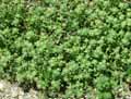 Teucrium rouyanum