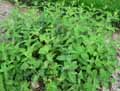 Teucrium scorodonia