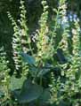 Teucrium scorodonia