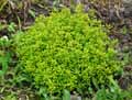 Thymus citriodorus
