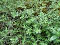 Thymus dolomiticus