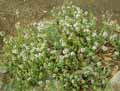 Thymus pulegioides