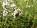 Thymus pulegioides