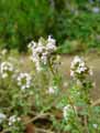 Thymus pulegioides