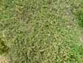 Thymus pulegioides ssp. pannonicus