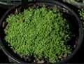 Thymus serpyllum Minor