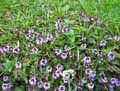 Thymus serpyllum