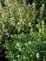 Thymus thracicus