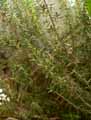 Thymus vulgaris