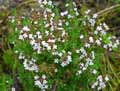 Thymus vulgaris