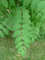 Decaisnea fargesii