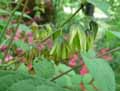Decaisnea fargesii