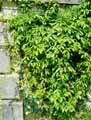 Lardizabalaceae-Holboellia-coriacea-Holboellia.jpg