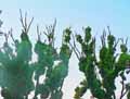 Lauraceae-Cinnamomum-camphora-Camphrier-Arbre-a-camphre-Kapuru-gaha.jpg
