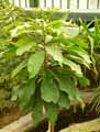 Barringtonia neocaledonica