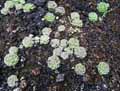 Pinguicula esseriana