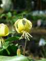 Erythronium Pagode