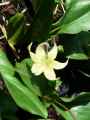 Erythronium Pagode