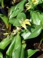Erythronium Pagode