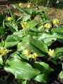 Erythronium Pagode