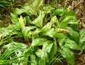 Erythronium californicum White Beauty