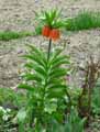 Liliaceae-Fritillaria-imperialis-Rubra-Fritillaire-imperial-Couronne-imperiale-Larmes-de-Marie.jpg