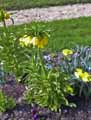 Fritillaria imperialis lutea