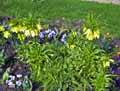 Liliaceae-Fritillaria-imperialis-lutea-Fritillaire-imperial-Couronne-imperiale-Larmes-de-Marie.jpg