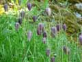 Liliaceae-Fritillaria-meleagris-Fritillaire-pintade.jpg