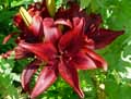 Liliaceae-Lilium-asiatica-Lis-asiatique.jpg