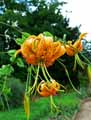 Liliaceae-Lilium-henryi-Lis-de-Henry-Lis-Chinois.jpg