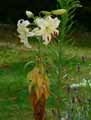 Lilium oriental