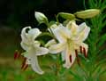 Liliaceae-Lilium-oriental-Lis-oriental.jpg