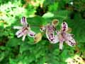 Tricyrtis formosa, Tricyrtis formosana