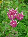 Tulipa Ballade