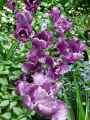 Tulipa Blue Diamond