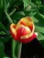 Tulipa Kees Nelis
