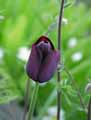 Tulipa Queen of Night
