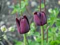 Tulipa Queen of Night