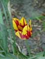 Tulipa Washington