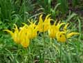 Tulipa West Point
