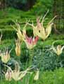 Tulipa acuminata