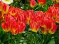 Tulipa fosteriana hybride