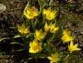 Tulipa linifolia forma Chrysantha