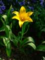 Tulipa sylvestris