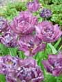 Tulipa x Backpacker