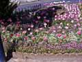 Tulipa x