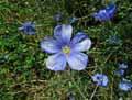 Linum tenuifolium